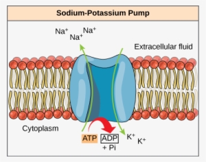 This Illustration Shows The Sodium-potassium Pump Embedded - Sodium Potassium Pump In The Cell Membrane