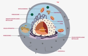 Thus, Understanding Membrane Transport, Requires An - Cross Section Diagram Of An Animal Cell
