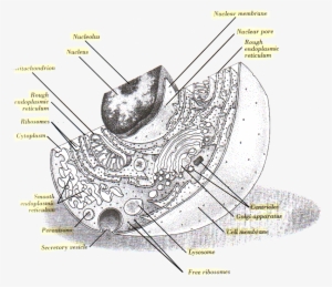 Parts Of A Cell - Parts Of A Nucleolus