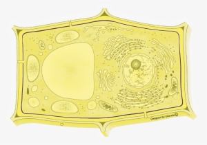 Plasma Membrane Highlighted - Circle