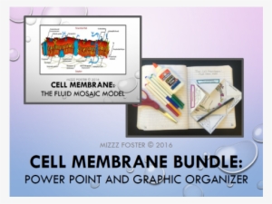 Cell Membrane Bundle" Power Point And Graphic Organizer - Cell Membrane Structure