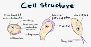 *the Cell Structure Of The Naegleria Fowleri In Its - Amoeboid Form Of Naegleria Fowleri