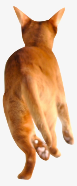 Free Running Cat Png Running Red Cat Cut Out Transparent - Cat Running Transparent Background