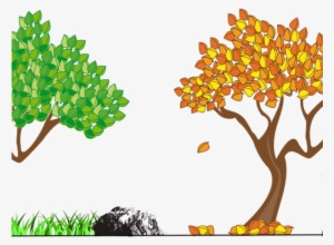 Seasons Of A Pear Tree