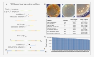 4 Dual Barcoding A) Workflow For Pcr Libraries B) Test - Barcoding Library Nanopore