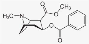 Aus Svg Automatisch Erzeugte Png-grafiken In Verschiedenen - Crack Vs Cocaine Structure
