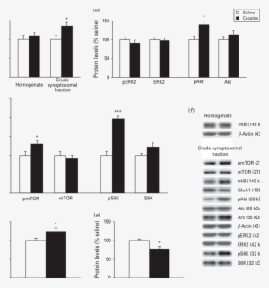 Developmental Exposure To Cocaine Alters Bdnf-induced - Brain-derived Neurotrophic Factor