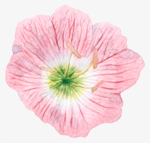Hand Painted Cartoon Hibiscus Png Transparent - Portable Network Graphics