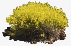 Hierba Pajonera - Arbusto Hierba