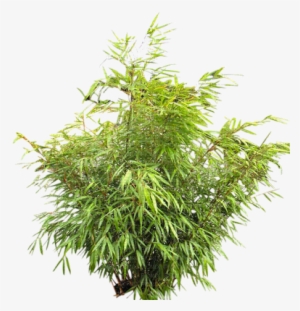 Arbusto De Jardim-l - Sword Fern Air Purifying