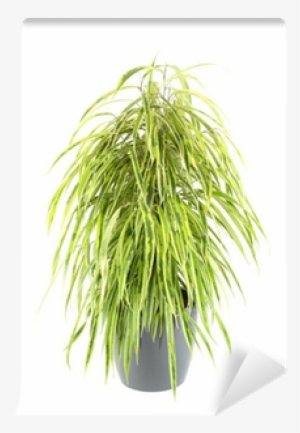 Grass