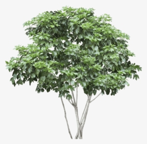 Tree Arbustos - High Resolution Tree Png