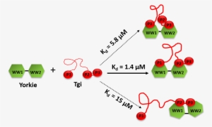 Read The Most Recent Work From The Nyarko Group