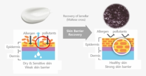 Science Behind Real Barrier - Circle