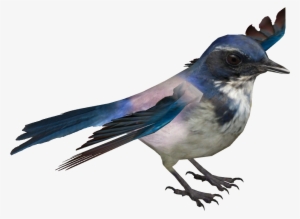 Island Scrub Jay - Palila