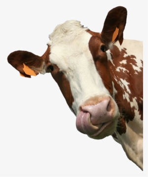 Introduction To Animal Science: Global, Biological,