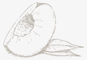 Peach Ale - Sketch