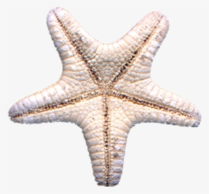 Starfish Png - Photo - Starfish