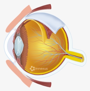 Human Eyeball - Human Eye