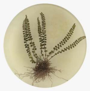 Asplenium - Bird's-nest Fern