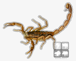 Bark Scorpion - Striped Bark Scorpion