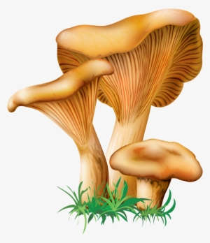 4 - Oyster Mushroom Clip Art