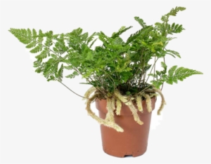 Rabbit's Foot Fern - Small Rabbits Foot Fern