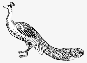 Clip Arts Related To - Peacock Clipart Black And White