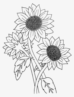 Sunflowers Drawing