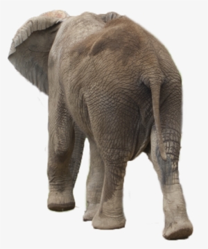 Elephant Png - Elephant