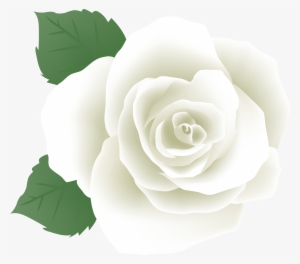 White Rose Png