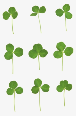 Clover Png Image, Free Clover Pictures Download - Clover Leaves Background Png