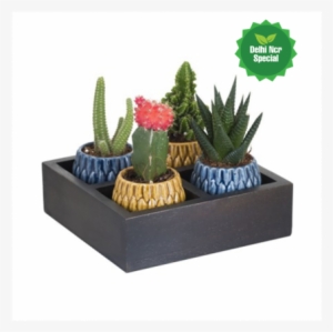 Beautiful Succulent Combo 4 In Wooden Planter - Prickly Pear