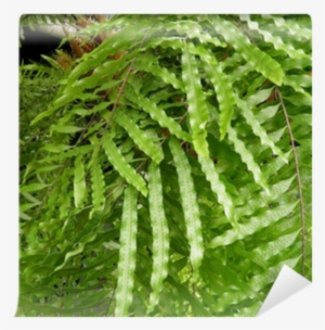 Sword Fern