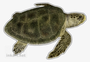 Kemp's Ridley Sea Turtle Decal - Kemp's Ridley Sea Turtle Shot Glass