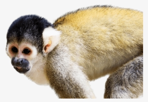 Squirrel Monkey - National Zoo & Aquarium