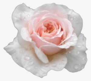 Single White Rose Png - Transparent Roses Tumblr White