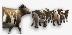 Cow Families - Herd Of Cattle Png