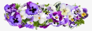 Graphic Free Stock Bouquet Transparent Purple Flower - Happy Birthday Pansies