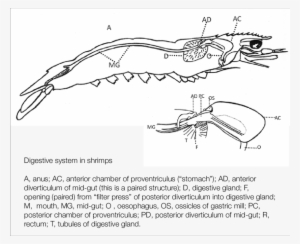 Anatomy Of Shrimp Digestive System