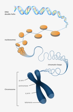 Illustration Showing How Dna Is Packaged Into A Chromosome - Chromosome Infographic