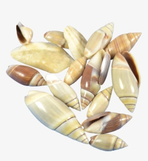 Mexican Olive Craft Seashell