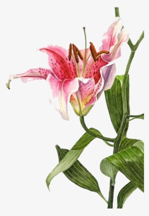 Graphic Transparent Stock Lilium Bulbiferum Watercolor - Lily Botanical Painting