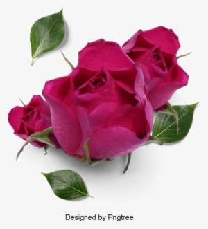 Beautiful Fresh Flower Petals, Flowers, Petals, Leaves - Transparent Png Cac Hinh Canh Dep