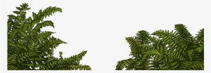 Jungle Fern Png
