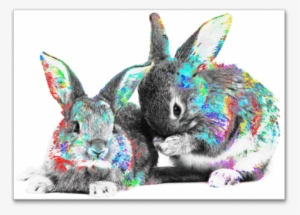 Furry & Sweet - Baby Rabbits