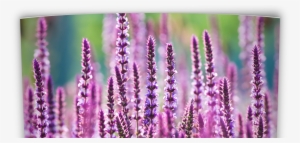 Oklahoma Perennial Flower Guide - Native Oklahoma Flowers