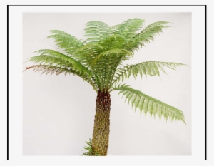 Australian Tree Fern