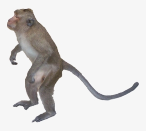 Monkey Png Images - Monkey Picture Png