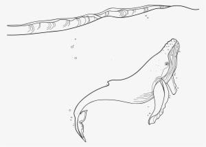 Whale - Whales